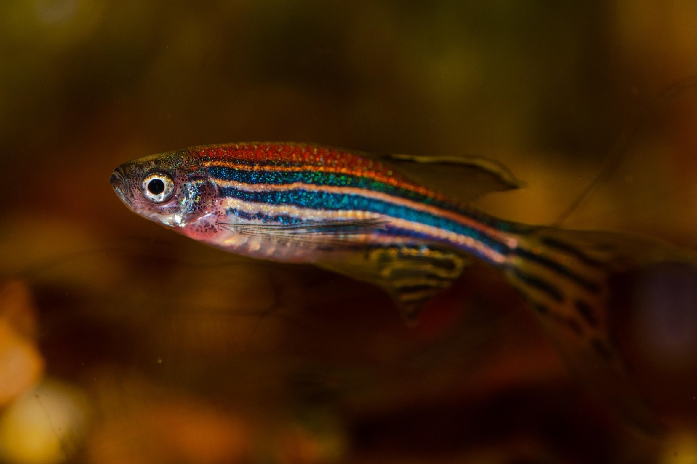 zebra danio fish zebra danio fish